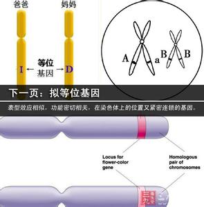 等位基因名词解释 等位基因 等位基因-定义，等位基因-解释