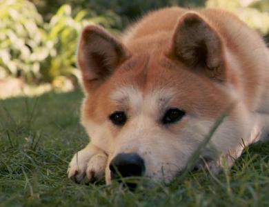 秋田犬繁殖基地在哪里 秋田犬 秋田犬-形态特征，秋田犬-繁殖方式