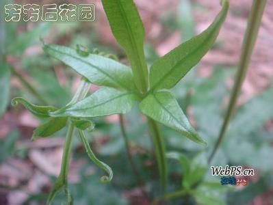 鸡脚草 鸡脚草 鸡脚草-名称，鸡脚草-简介