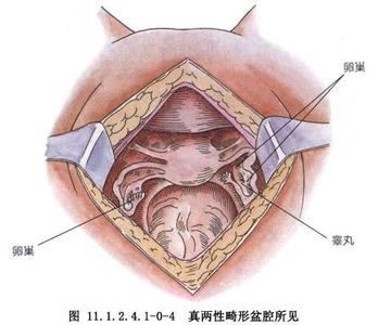 阴蒂结构与功能 阴蒂 阴蒂-功能介绍