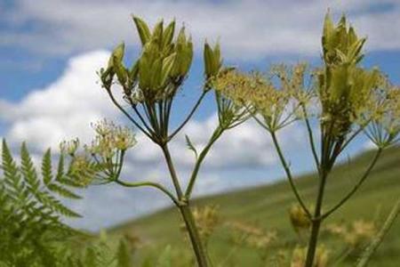 没药树 没药树 没药树-解释，没药树-相关条目