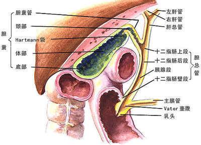 锻炼括约肌有什么用 括约肌 括约肌-概述，括约肌-主要的括约肌有