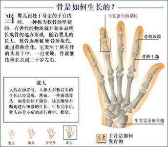 怎样促进股骨头生长 骨头 骨头-简介，骨头-生长方式