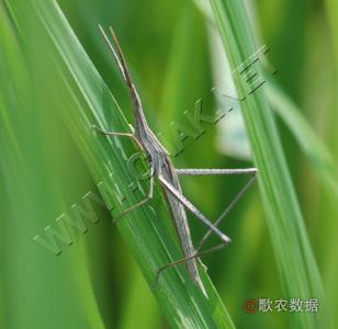 蚱蜢 昆虫  蚱蜢 昆虫 -形态特征，蚱蜢 昆虫 -生活习性