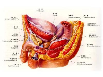 膀胱解剖结构 膀胱 膀胱-简介，膀胱-结构解剖