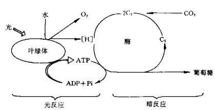 光合作用发现课例研究 光合作用 光合作用-概述，光合作用-研究历史