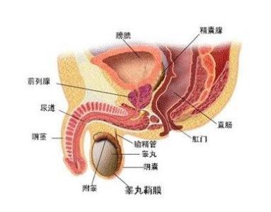 尿道炎感染病因 尿道感染 尿道感染-简介，尿道感染-病因