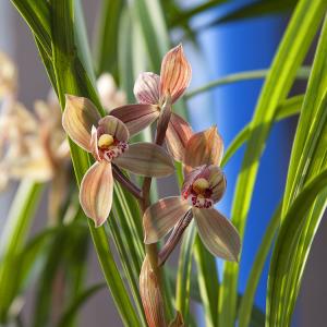 兰花的形态特征 兰花[中国名花] 兰花[中国名花]-植物学史，兰花[中国名花]-形态