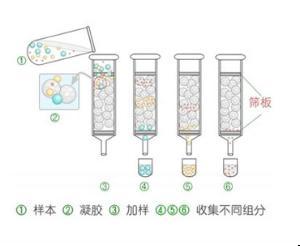 凝胶过滤层析 凝胶过滤层析 凝胶过滤层析-基本资料，凝胶过滤层析-优点