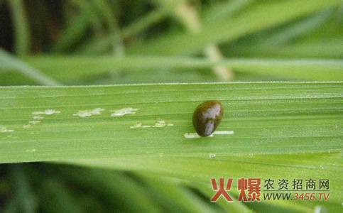 寄主植物 黑角负泥虫 黑角负泥虫-分布，黑角负泥虫-寄主植物