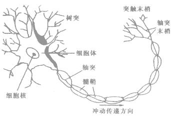 神经系统的基本结构 神经系统 神经系统-基本结构，神经系统-主要功能