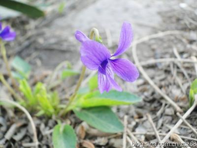 形态特征 早开堇菜 早开堇菜-简介，早开堇菜-形态特征