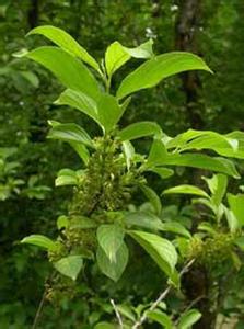 植物形态学 马草 马草-简介，马草-植物形态