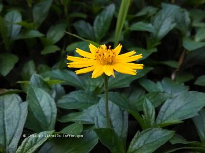 南美蟛蜞菊 南美蟛蜞菊 南美蟛蜞菊-基本资料，南美蟛蜞菊-形态特征