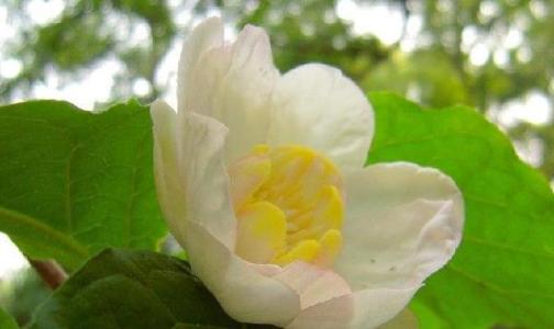 蜡梅简介 夏蜡梅 夏蜡梅-物种信息，夏蜡梅-物种简介