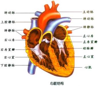 心血管神经症 心血管神经症 心血管神经症-疾病简介，心血管神经症-临床表现