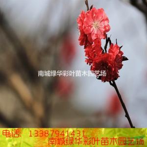 常州红梅公园梅花节 大红梅 大红梅-1、大红梅-梅花，大红梅-梅花概述