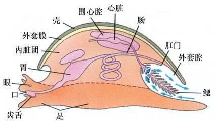 外套膜 外套膜 外套膜-外套膜，外套膜-简述