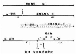 凝血八因子 第八因子 第八因子-凝血因子，第八因子-简介