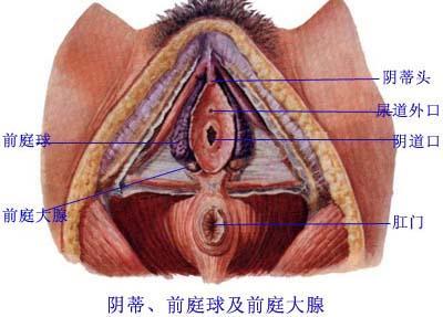 前庭大腺囊肿护理诊断 前庭大腺囊肿 前庭大腺囊肿-诊断，前庭大腺囊肿-病因学