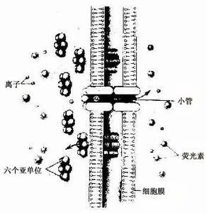 钢结构连接缝隙 缝隙连接 缝隙连接-概述，缝隙连接-缝隙连接的组成与结构