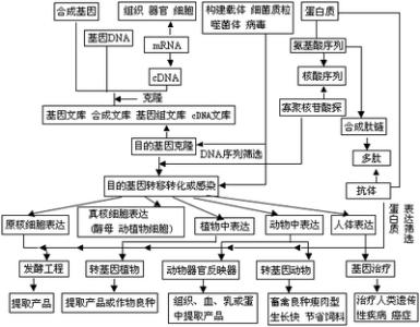 基因工程的概念 基因工程技术 基因工程技术-概念，基因工程技术-基因工程概念