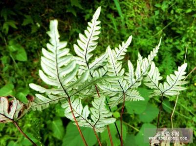 银粉背蕨 银粉背蕨如何栽培