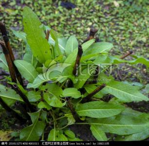 中草药不良反应概述 羊蹄[草药] 羊蹄[草药]-植物概述，羊蹄[草药]-药品简述