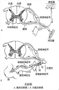 斗破苍穹故事详细简介 效应器 效应器-简介，效应器-详细信息