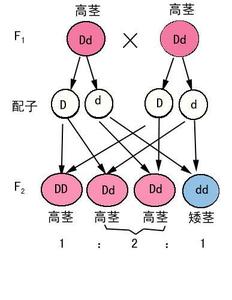 演绎推理 演绎推理 演绎推理-定义，演绎推理-发展