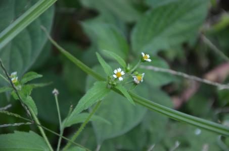 草本植物形态特征 牛膝菊 牛膝菊-植物简介，牛膝菊-形态特征