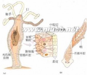 肝吸虫病症状 肝吸虫病 肝吸虫病-病因，肝吸虫病-症状