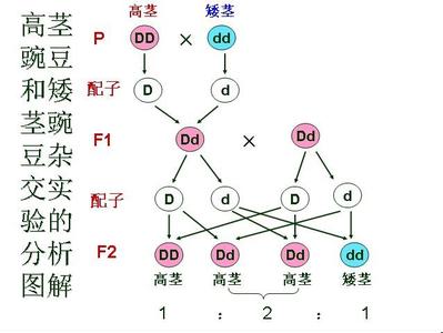 孟德尔分离定律 孟德尔定律 孟德尔定律-孟德尔简介，孟德尔定律-分离规律