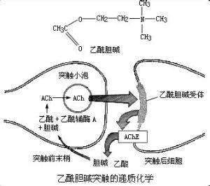 乙酰胆碱酯酶 乙酰胆碱酯酶 乙酰胆碱酯酶-简介，乙酰胆碱酯酶-代谢机理