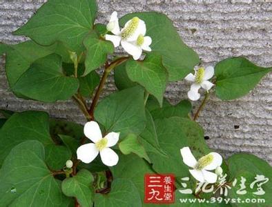 语境理论发展概述 白芥 白芥-概述，白芥-生境分布