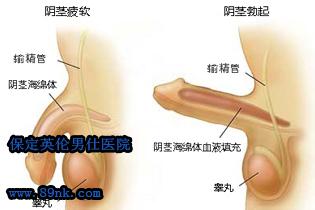 男性尿分叉的病因 尿分叉 尿分叉-症状，尿分叉-病因