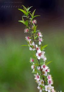 草本植物形态特征 郁李 郁李-植物信息，郁李-形态特征