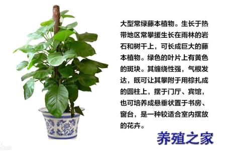 鸡心藤的养殖方法 绿萝养殖的方法和注意事项