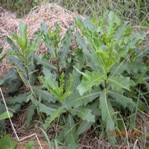 野菜的营养价值 野菜 野菜-简介，野菜-营养价值