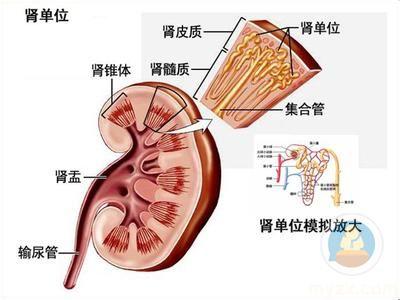 慢性肾衰竭病因 肾衰竭 肾衰竭-病因，肾衰竭-简要介绍