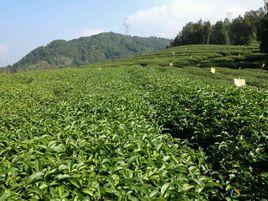 有机茶生产技术规程 有机茶 有机茶-栽培方式，有机茶-技术规程