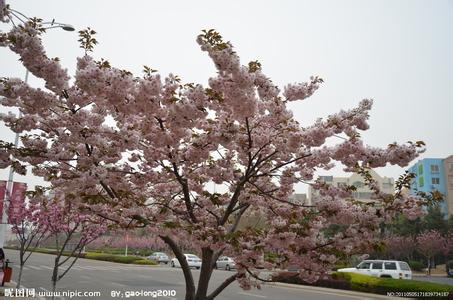 地理事物分布特征描述 日本晚樱 日本晚樱-形态特征，日本晚樱-地理分布