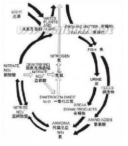 结核病的定义与概述 硝酸盐 硝酸盐-定义，硝酸盐-概述