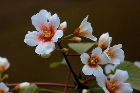 桐籽花开 电视剧 《桐籽花开》