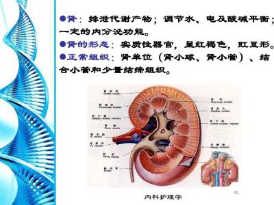 男性泌尿系统疾病病因 泌尿系统疾病 泌尿系统疾病-基本简介，泌尿系统疾病-病因病症