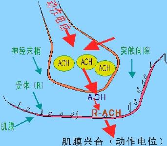 乙酰胆碱 乙酰胆碱 乙酰胆碱-定义，乙酰胆碱-人类对乙酰胆碱的认识