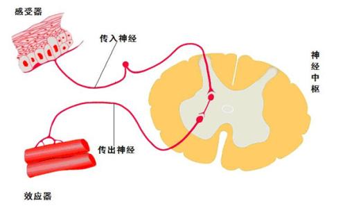 反射弧结构 反射弧 反射弧-定义，反射弧-结构