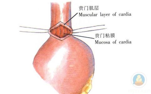 组织学 贲门 贲门-简介，贲门-组织学