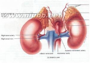 肾上腺皮质激素 肾上腺 肾上腺-基本简介，肾上腺-肾上腺皮质