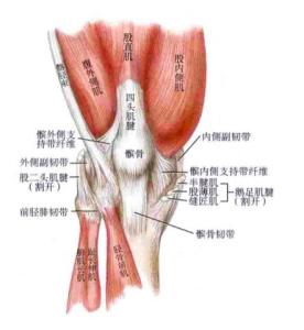 髌骨带的作用 髌骨 髌骨-髌骨，髌骨-髌骨的作用
